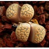 SH387 - Seed
